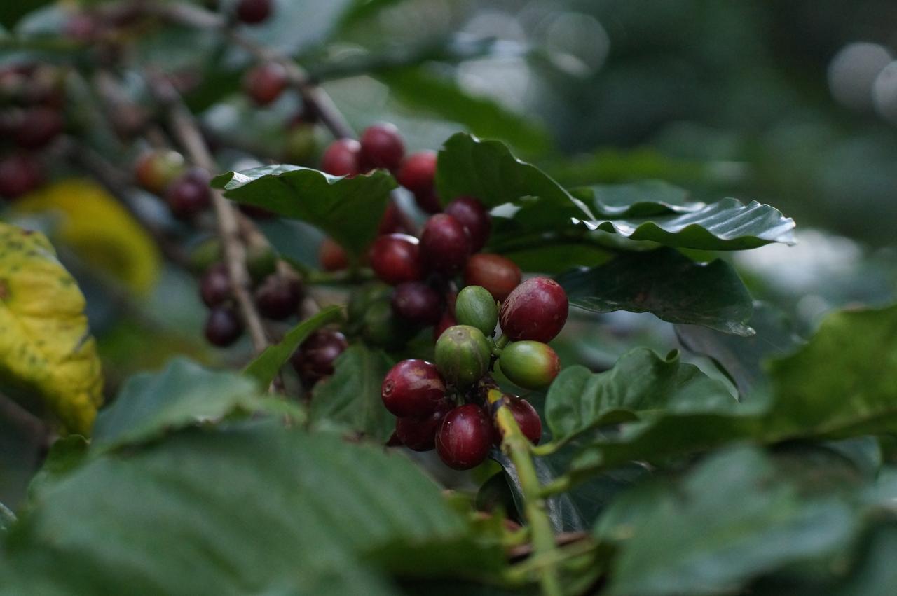Arusha Villa Karamu Coffee Estate Usa River Exterior foto